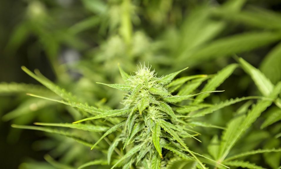Tips on Growing Hemp for Beginners